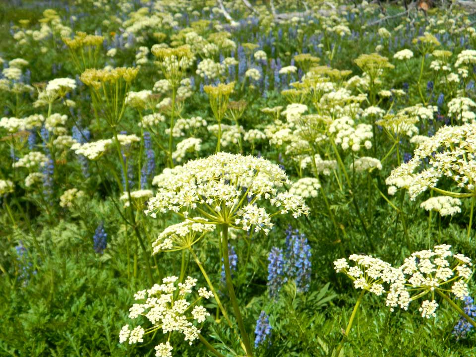 Close up of white Southern Ligusticum flower.