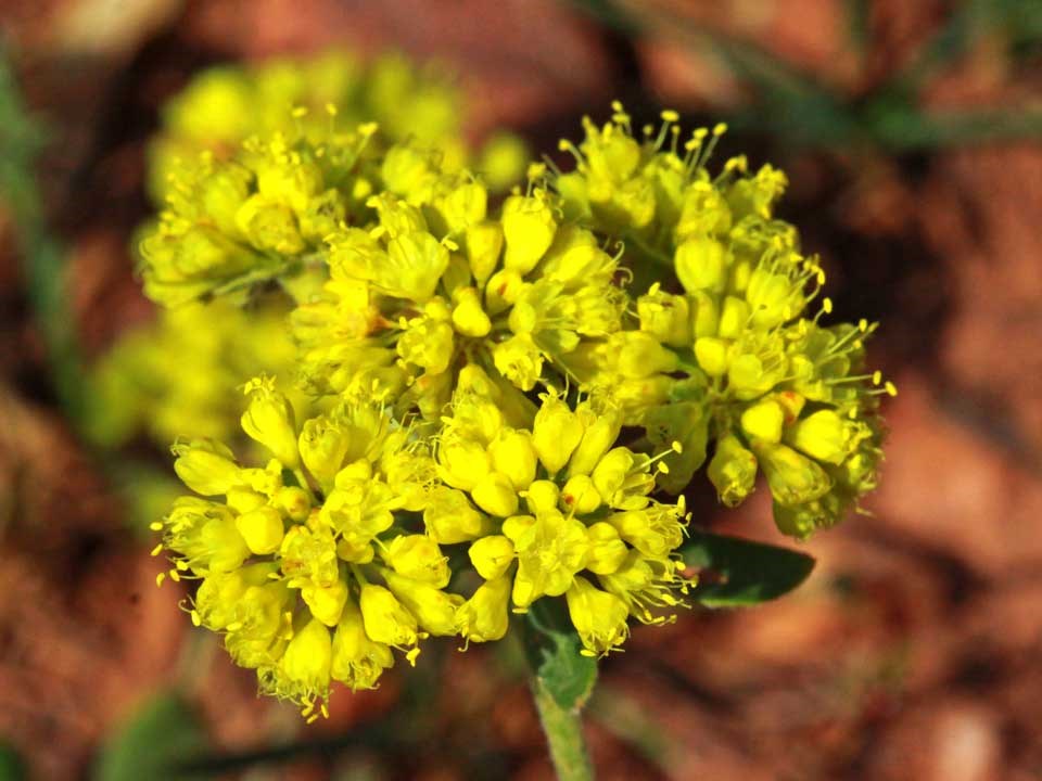 Close up of yellow Sulphur Buckwheat flower.