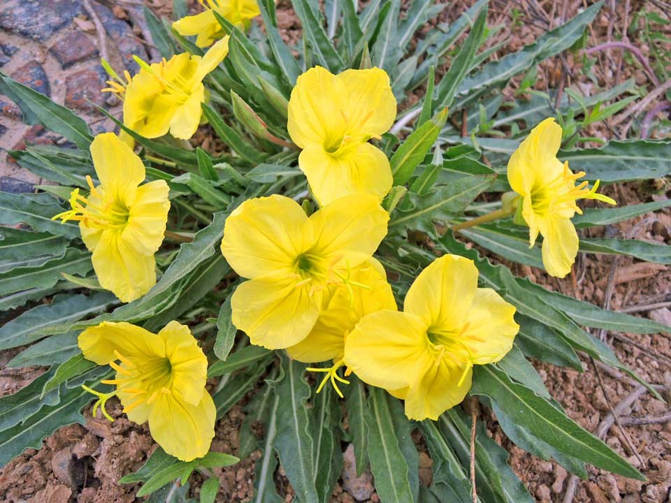 Yellow Evening Primrose Cedar Breaks National Monument (U.S. National