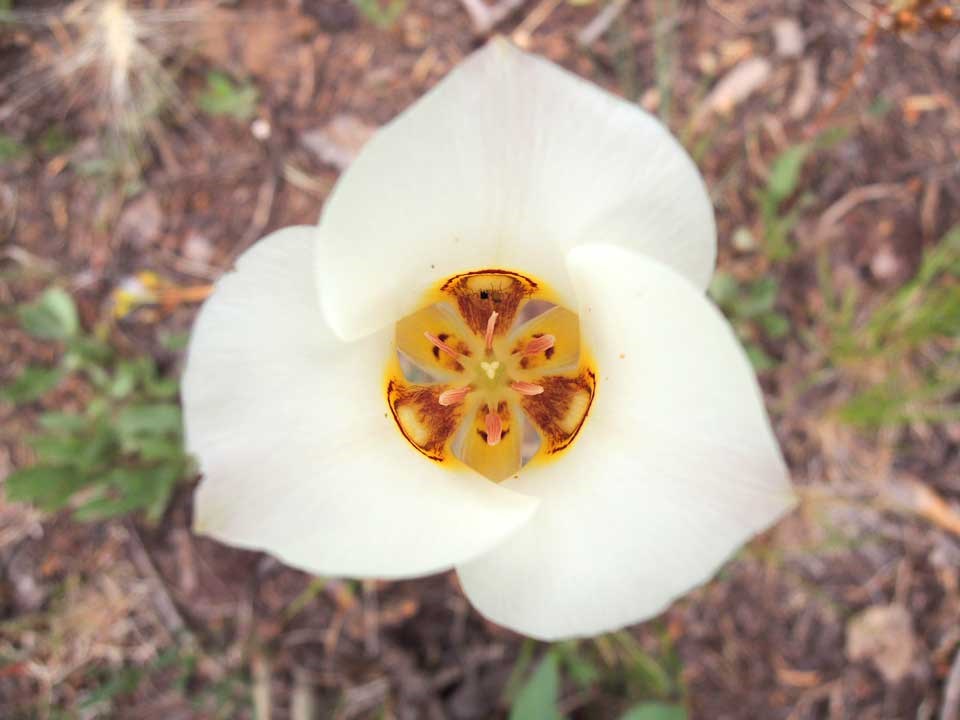Close up of white Sego Lilly.
