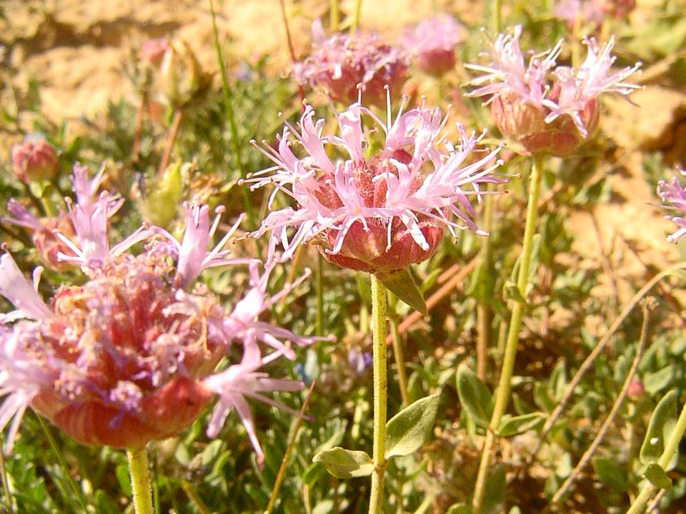 Close up of purple Coyote Mint flowers.