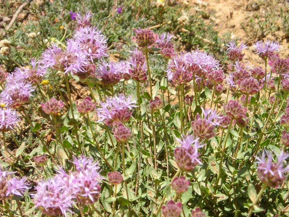 Close up of purple Coyote Mint flowers.