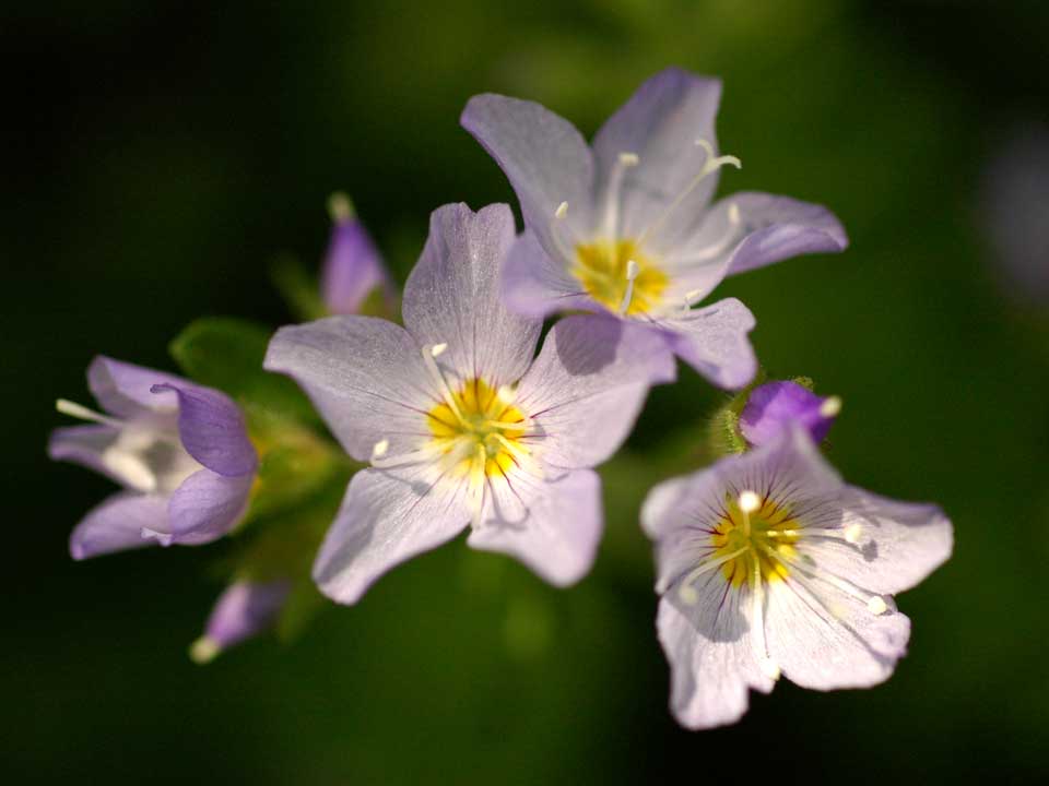 Close up of purple Pretty Jacob's Ladder flower.