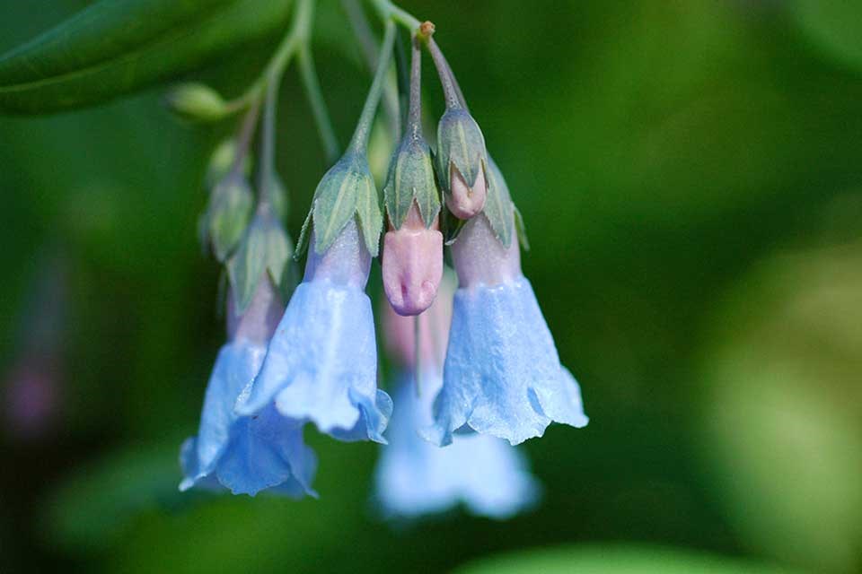 Close-up of aspen bluebell flowers.