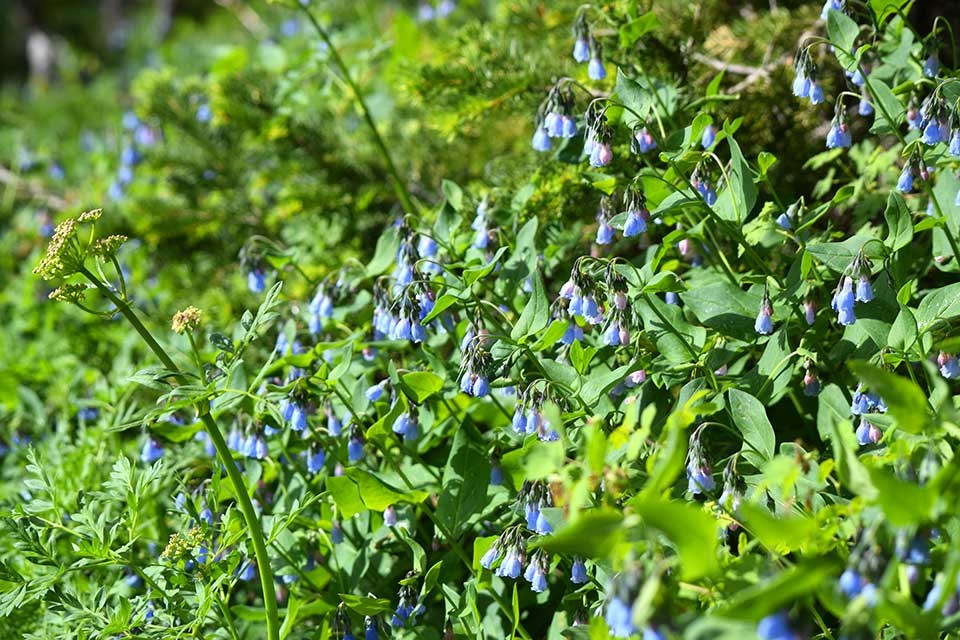 Close-up of aspen bluebell flowers.