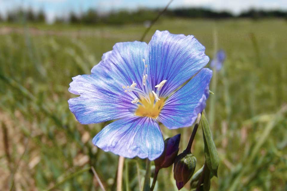 Close-up of Blue Flax flower.