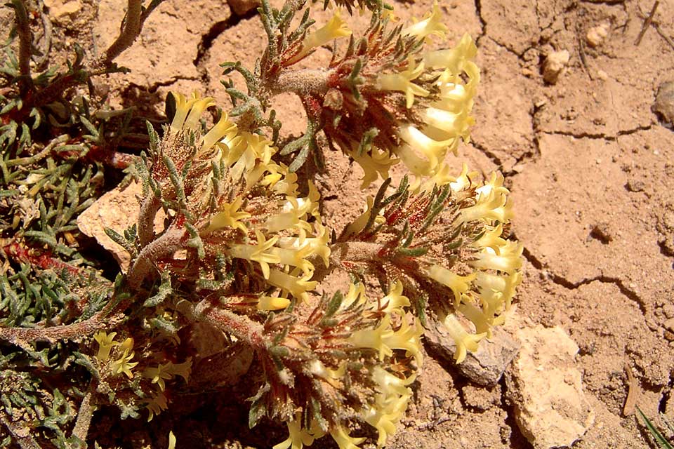 sabbatical⭐︎GILIA GilliaCapitata_600x.jpg?v=