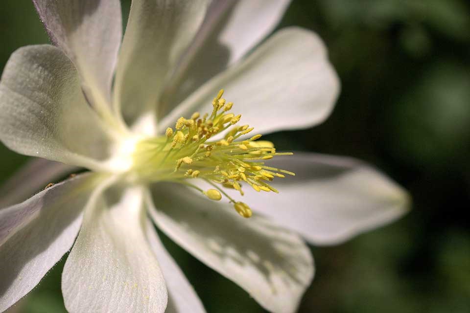 Close-up of Colorado Columbine flower.