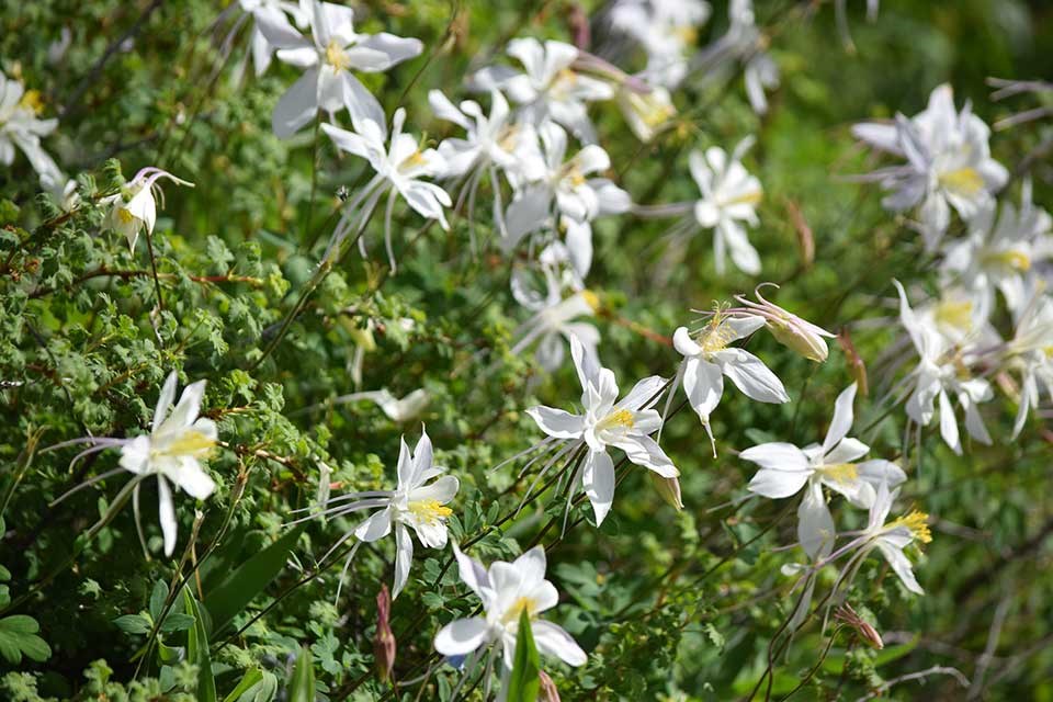 Close-up of Colorado Columbine flower.