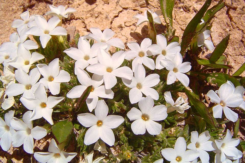 Closeup of white Cushion Phlox flower.