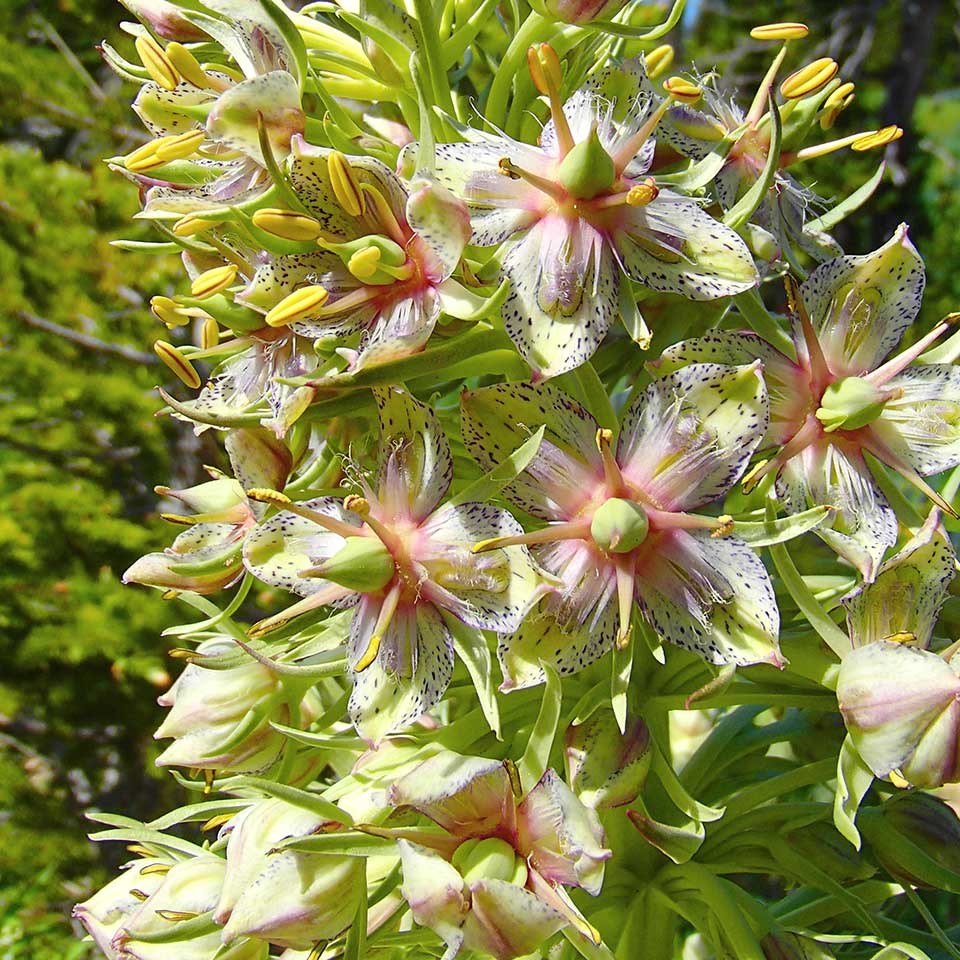 Close-up of Elkweed flowers.