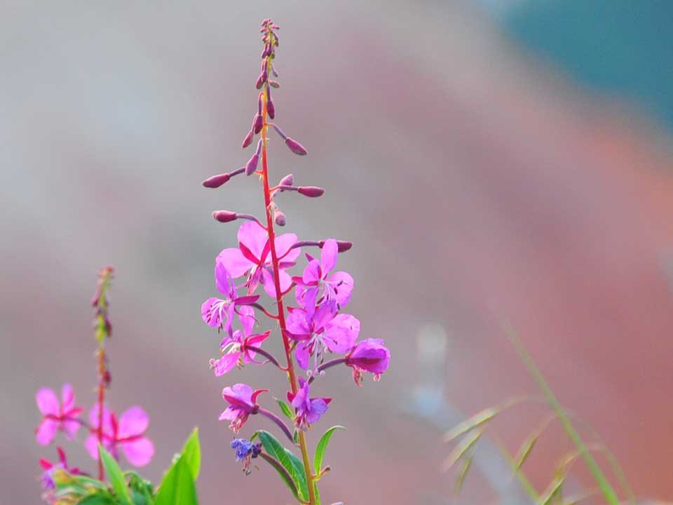 Closeup of pink Fireweed flower.