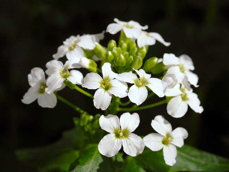 Closeup of white Heartleaf Bittercress flower.