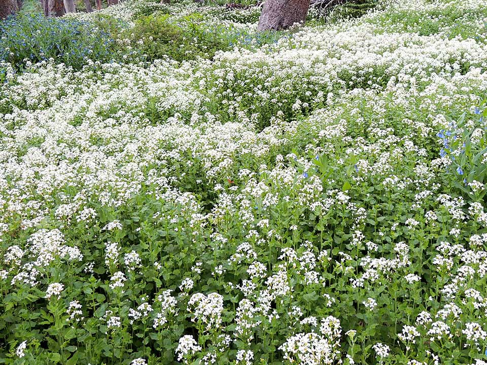Closeup of white Heartleaf Bittercress flower.