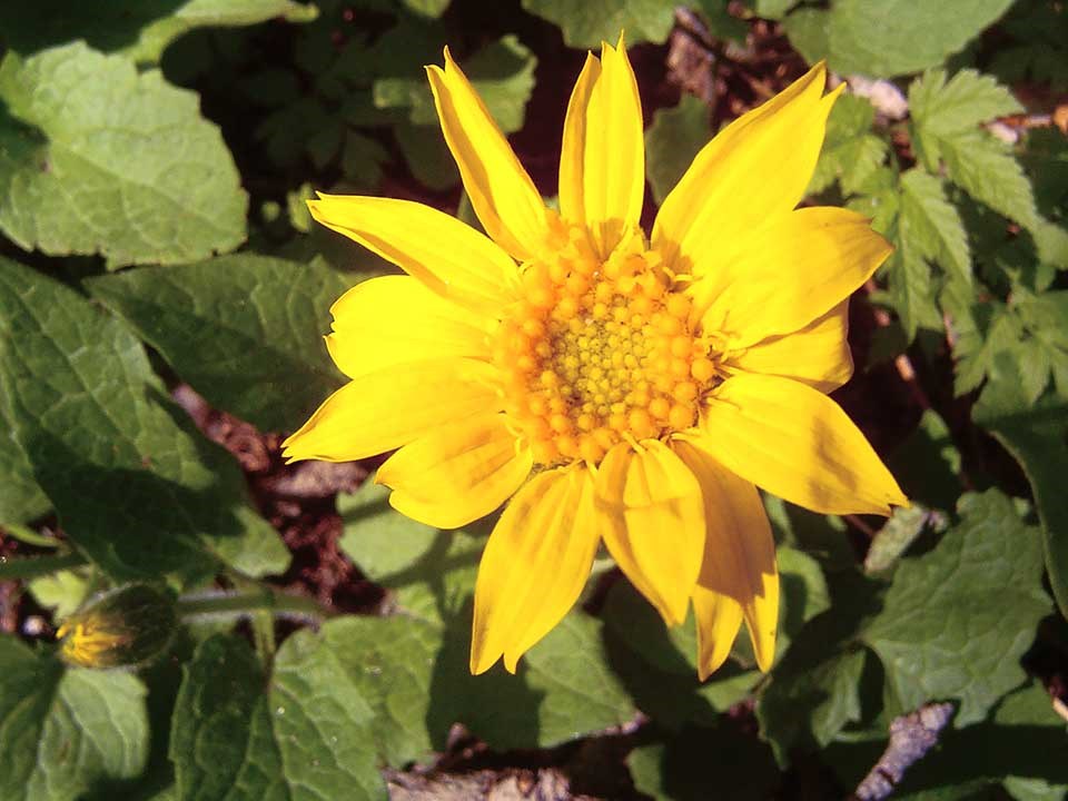 Closeup of yellow Heartleaf Arnica flower.