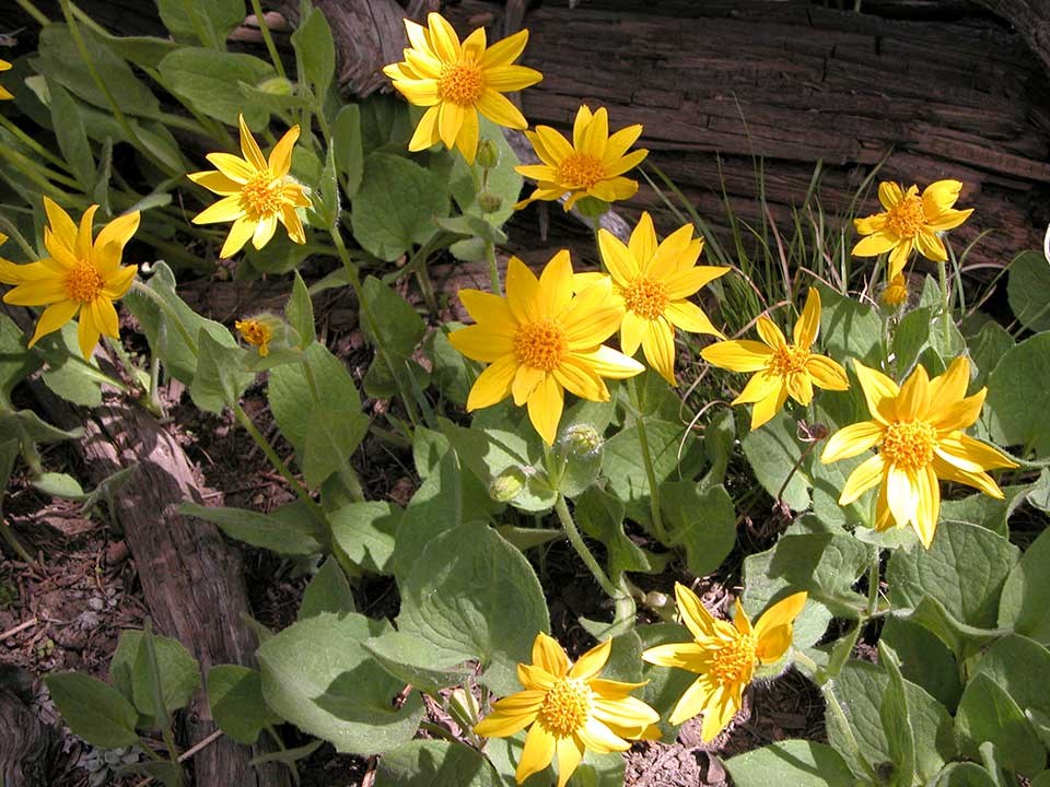 Closeup of yellow Heartleaf Arnica flower.