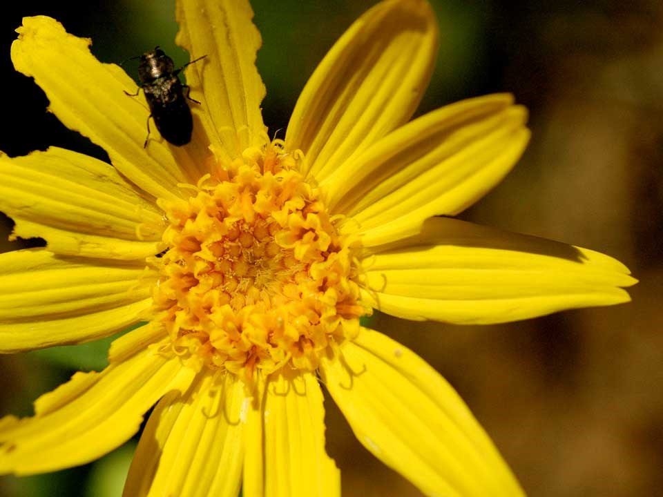 Closeup of yellow Little Sunflower.