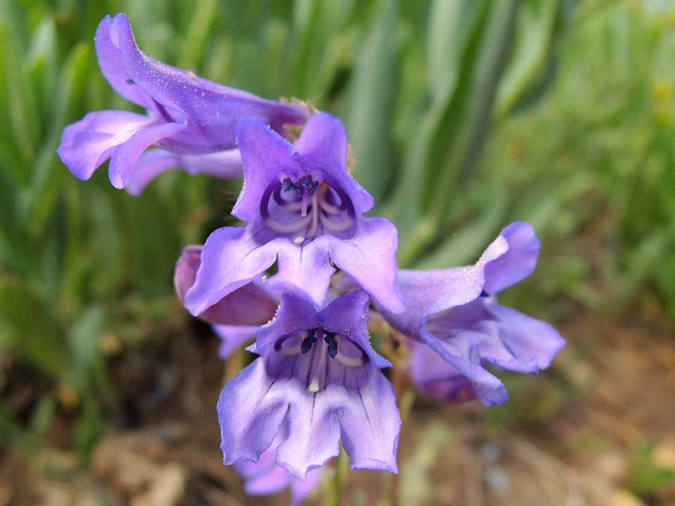 Closeup of purple Markagunt Penstemon flower.