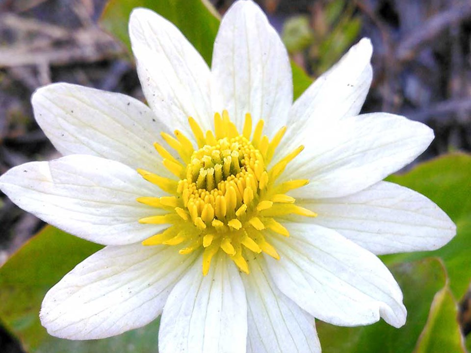 Closeup of white Marsh Marigold flower.