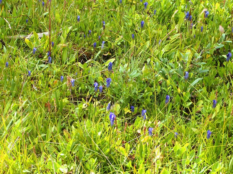 Closeup of purple Meadow Gentian flowers.