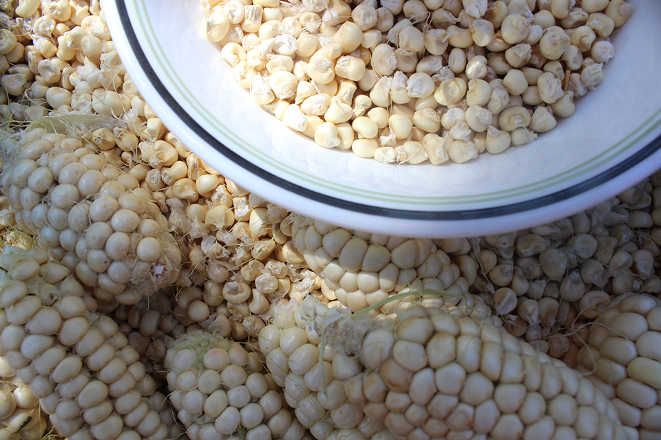 Dried corn cobs and grains.