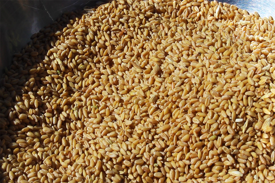 Dried corn cobs and grains.