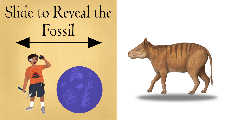 Fossil Riddles - Florissant Fossil Beds National Monument (. National Park Service) Fossil Riddles - Florissant Fossil Beds National Monument (. National Park Service)