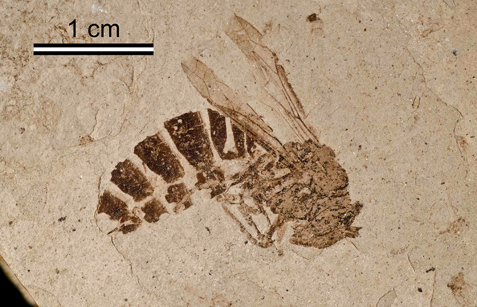 A large black and brown carbon impression of a wasp on light brown shale.