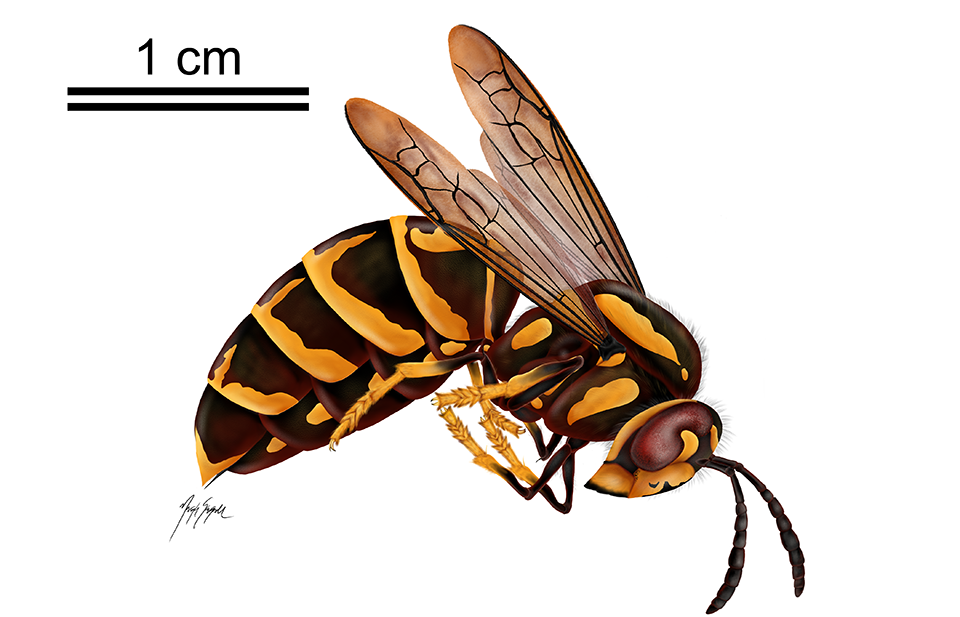 A large black and brown carbon impression of a wasp on light brown shale.