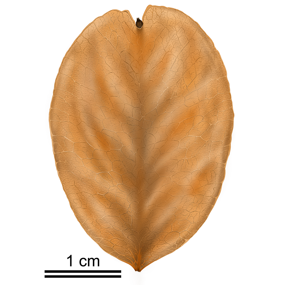 Ovular fruit fossil with distinct network of net-like veins.