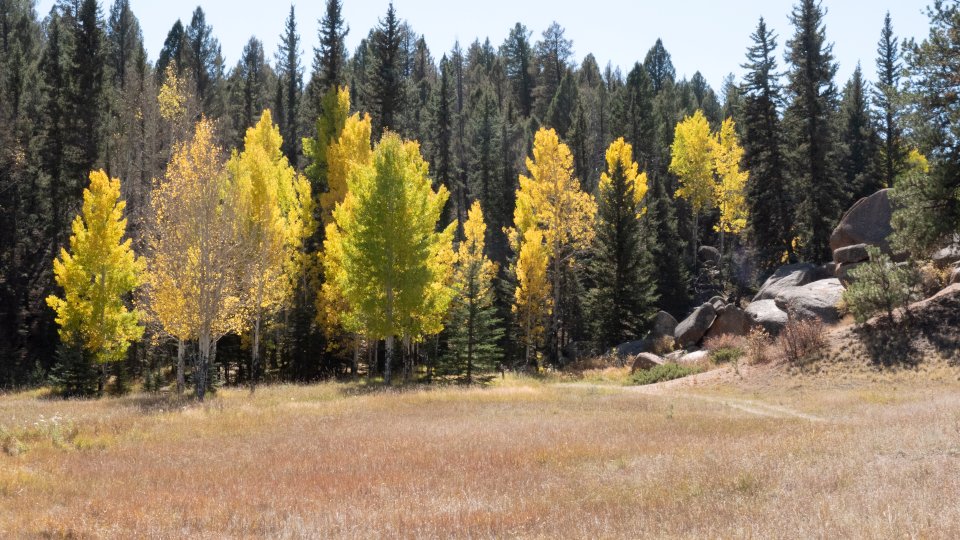 A landscape photo of a mix of pines and yellow aspens.