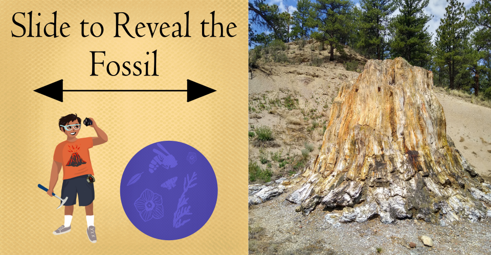 Text on image that reads "Slide to Real the Fossil" with a Latino boy holding a rock and rock hammer shown alongside a round blue graphic with pictures of insects and plants. On the right is a picture of a large petrified Redwood stump.
