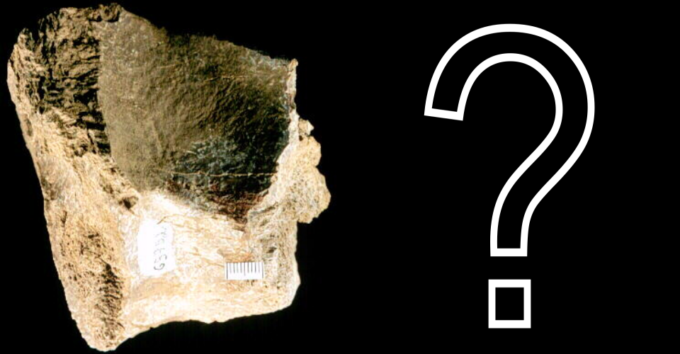 Text on image that reads "Slide to Real the Fossil" with a Black girl holding a notebook and binoculars shown alongside a round blue graphic with pictures of insects and plants. On the right is a picture of a large gray rhinoceros-like brontothere.