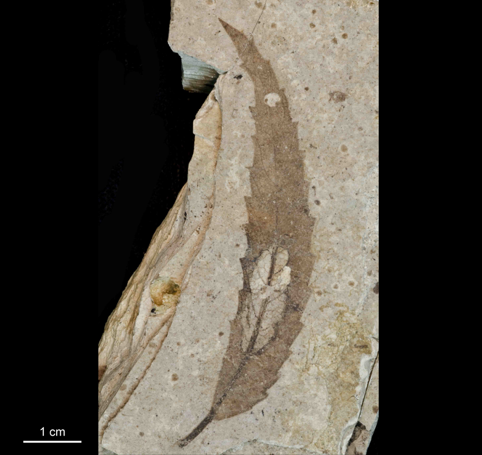 A fossil leaf with a damaged section in the center.
