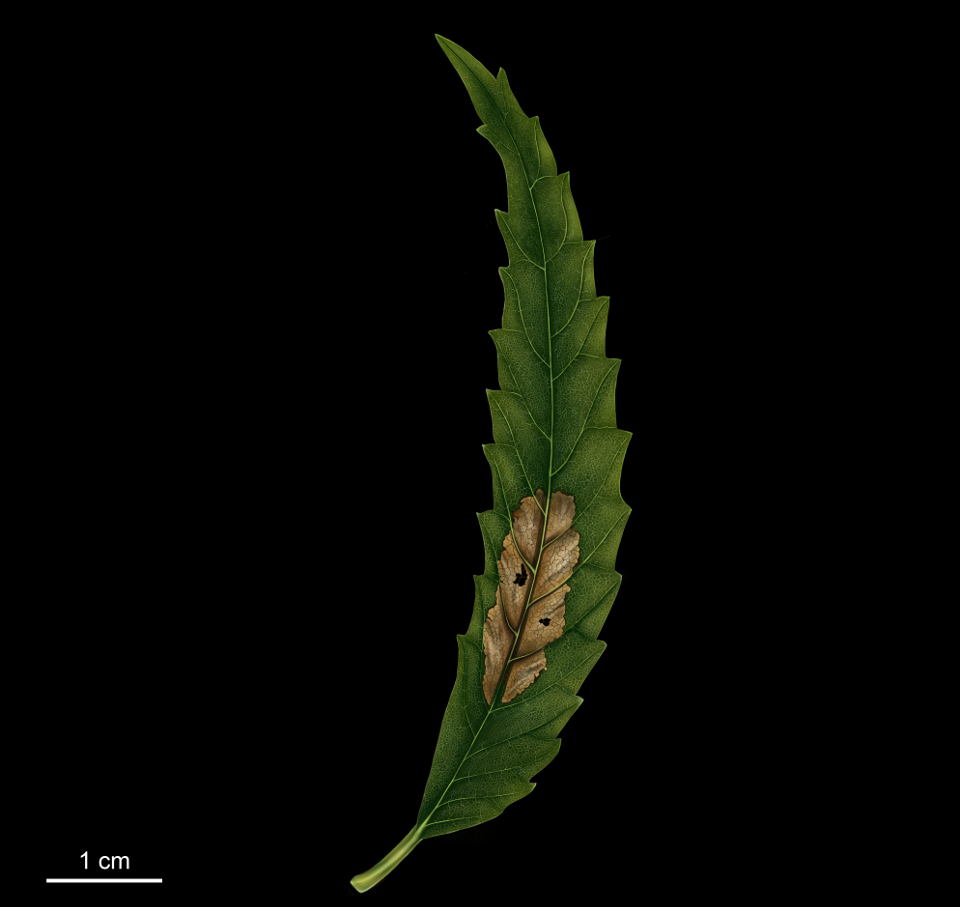 A fossil leaf with a damaged section in the center.