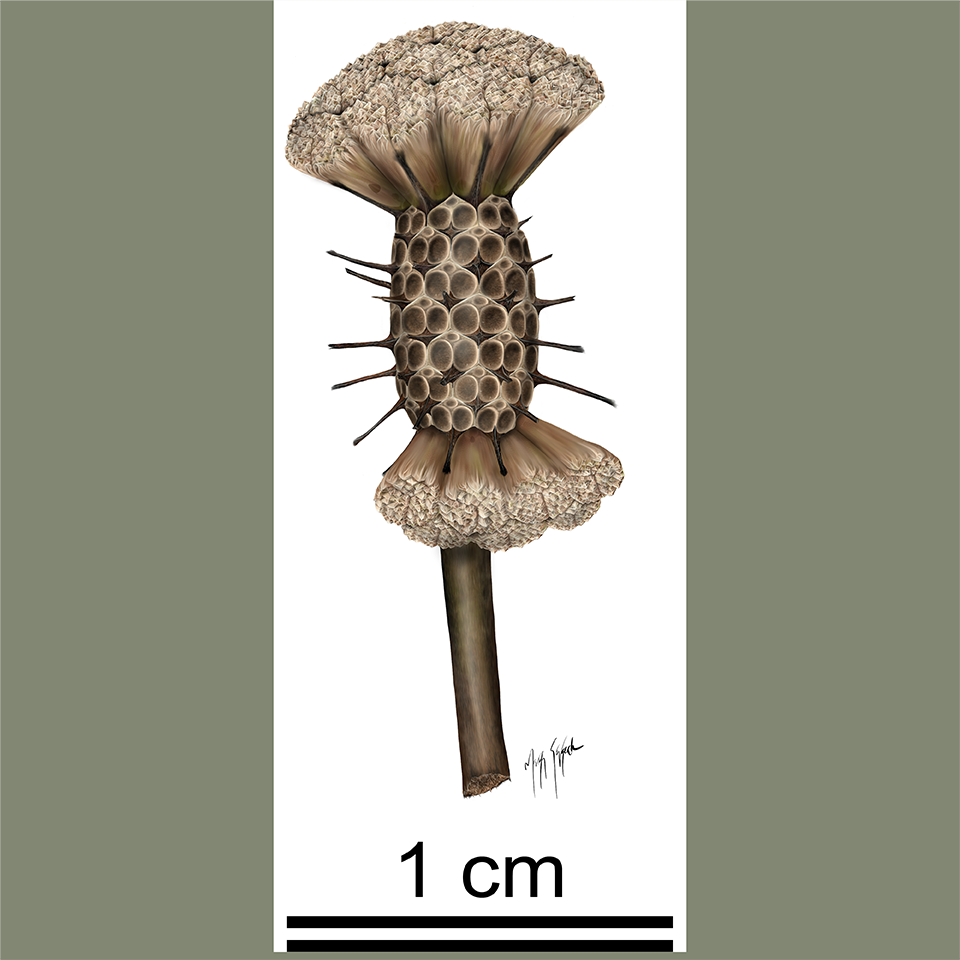 A fossil imprint of a fagopsis fruit missing the wedges in the center on a piece of grey shale.