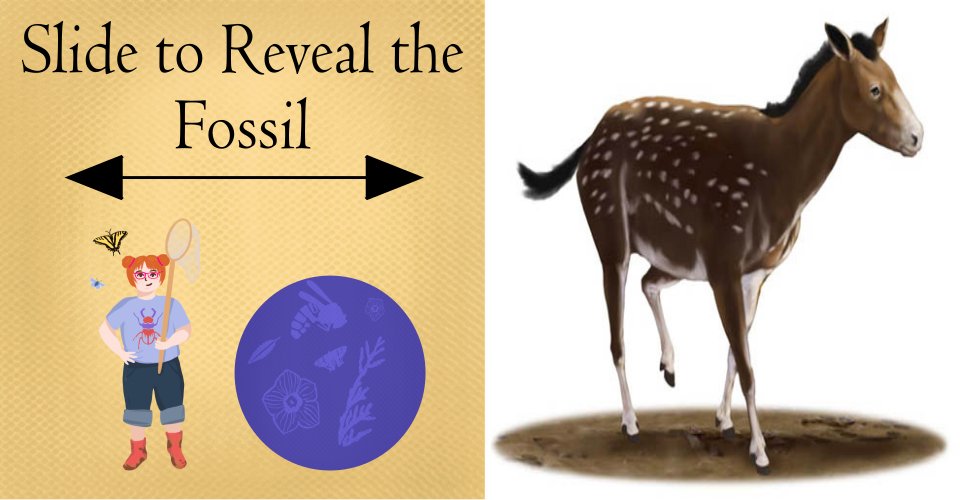 Text on image reads "Slide to Reveal Fossil," which also shows a white girl holding a butterfly net next to a round blue graphic containing pictures of insects and plants. On the right is an image of a small three-toed brown horse with white spots.
