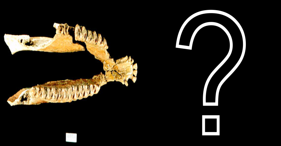 Text on image reads "Slide to Reveal Fossil," which also shows a white girl holding a butterfly net next to a round blue graphic containing pictures of insects and plants. On the right is an image of a small three-toed brown horse with white spots.