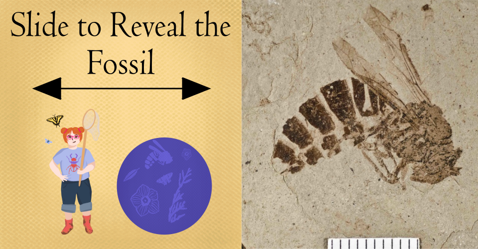 Text on image reads "Slide to Reveal Fossil," which also shows a white girl holding a butterfly net next to a round blue graphic containing pictures of insects and plants. On the right is an image of a dark brown colored fossilized wasp in a tan rock.