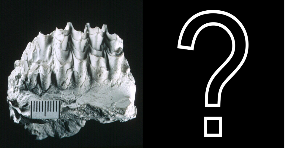 Text on image that reads "Slide to Real the Fossil" with a Latino boy holding a rock and rock hammer shown alongside a round blue graphic with pictures of insects and plants. On the right is a picture of a brown colored hog-looking creature.