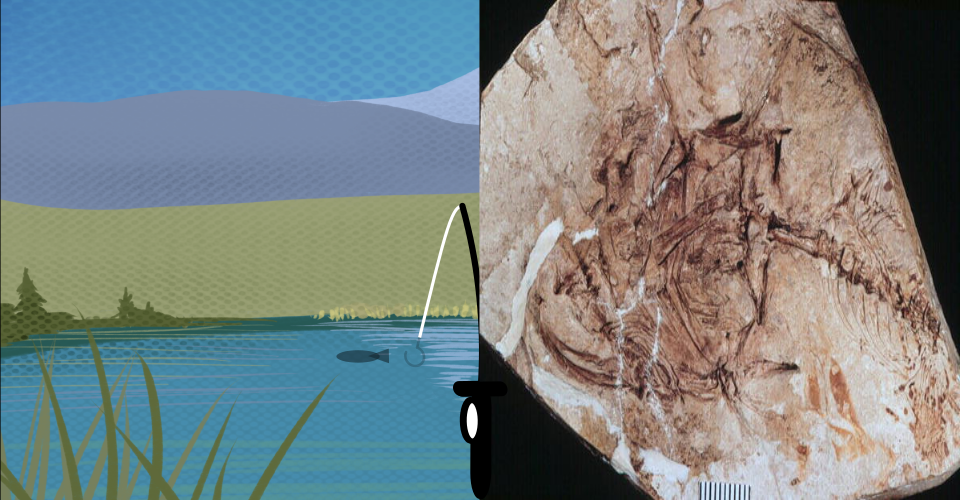 On the left is a picture of the lake with fish shaped shadows in the water. Half of the fishing pole is seen in the center. On the right is a photograph of a fossilized catfish.