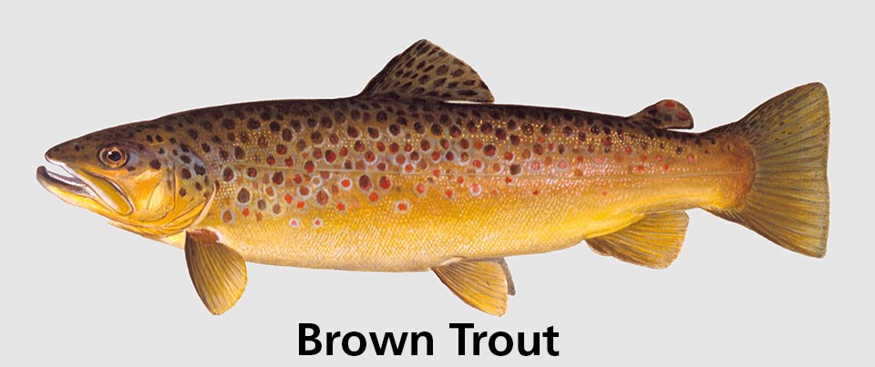 Brown Trout