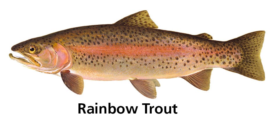 Spotted fish with words: Brown trout