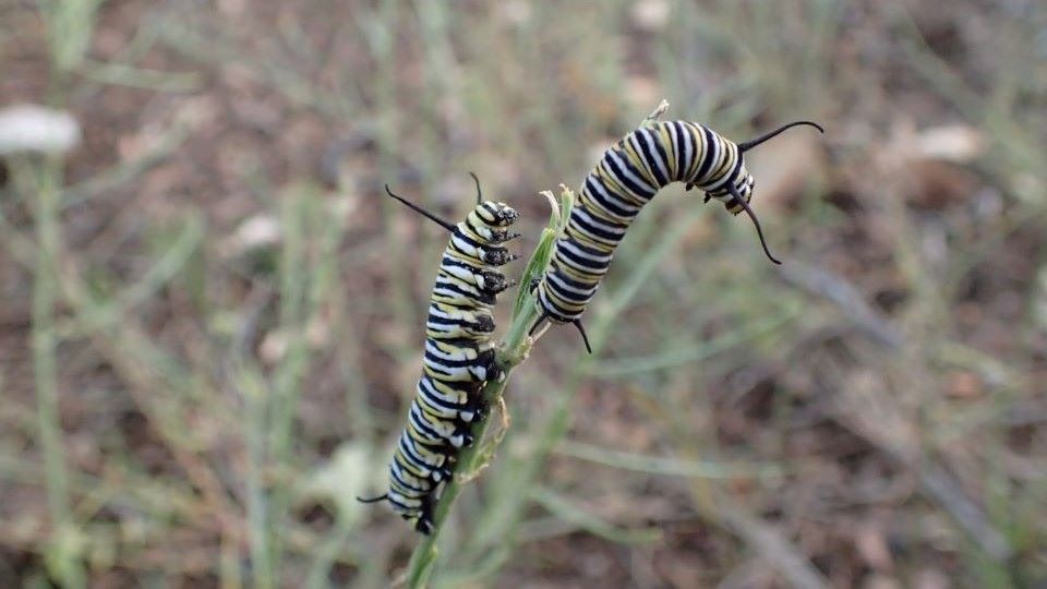 Two white, black, and yellow striped caterpillars balance on thin green leaves.