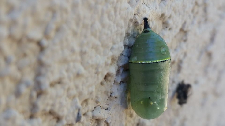 Two white, black, and yellow striped caterpillars balance on thin green leaves.