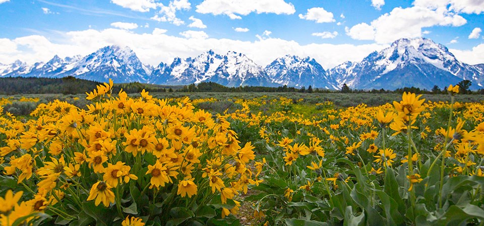 Wildflowers in summer with the Teton Range in the distance