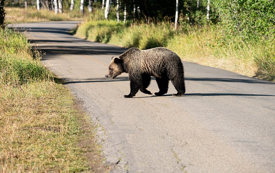 a light colored grizzly