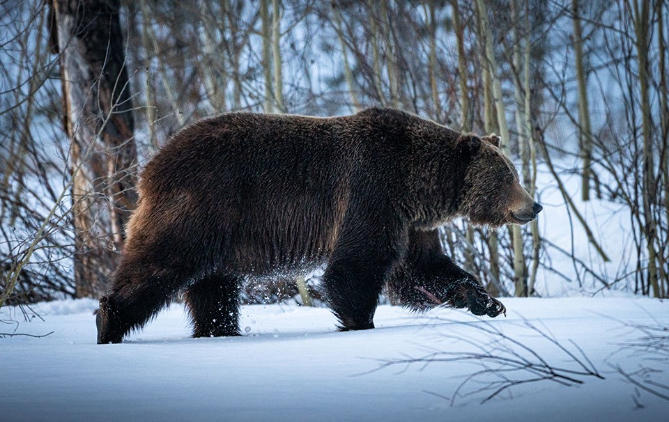 a light colored grizzly