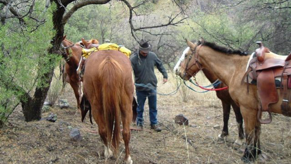illustration of horse pens and buildings