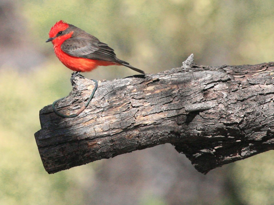 Vermilion flycatcher sitting on branch